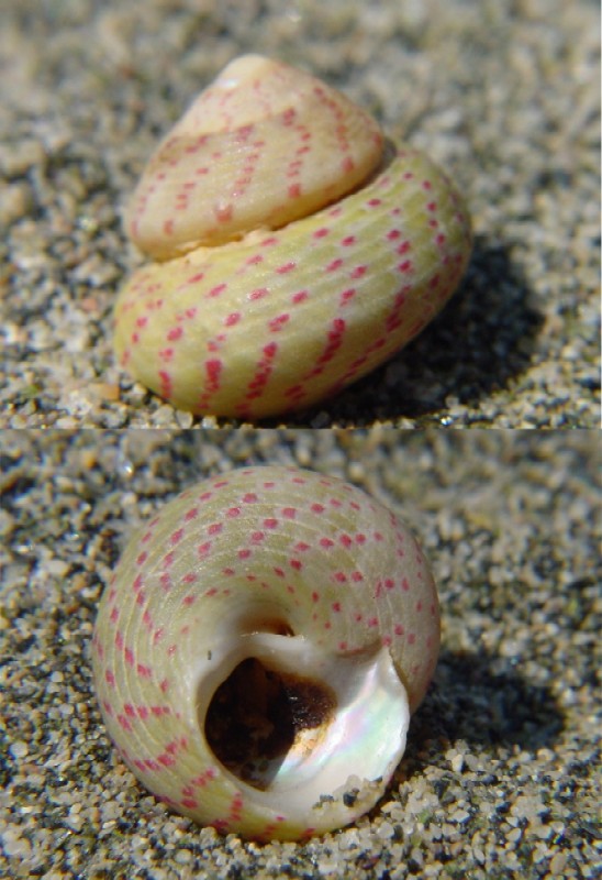 Confronto tra Gibbula divaricata e Gibbula rarilineata